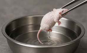 Aufgetautes Frostfutter wird mit einer Futterzange angehoben