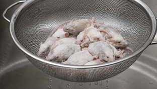 Aufgetautes Frostfutter tropft in einem Sieb ab