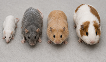 Maus, Ratte, Hamster und Meerschweinchen als Frostfutter-Arten