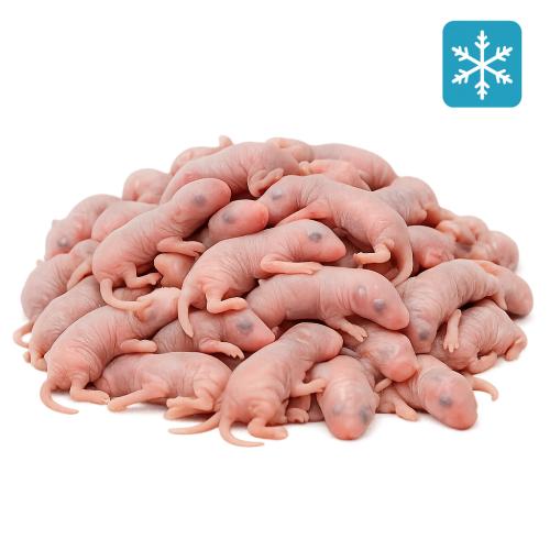 Babymaus 1-2 Tage 10 Stück