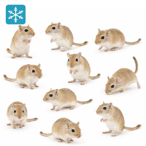 10 Gerbil / Wüstenrennmaus ca. 50g (+/-)