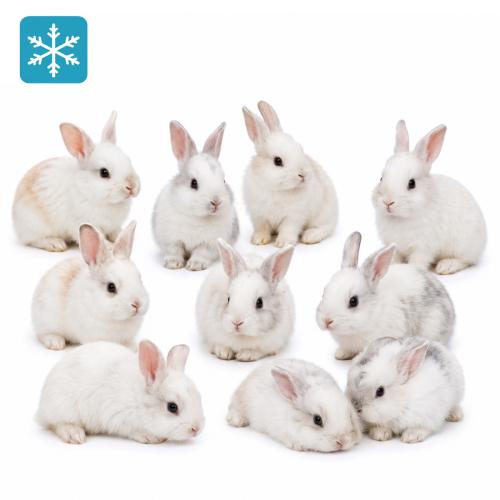 10 Hase - Kaninchen 30-​80g | MyFuttertierparadies