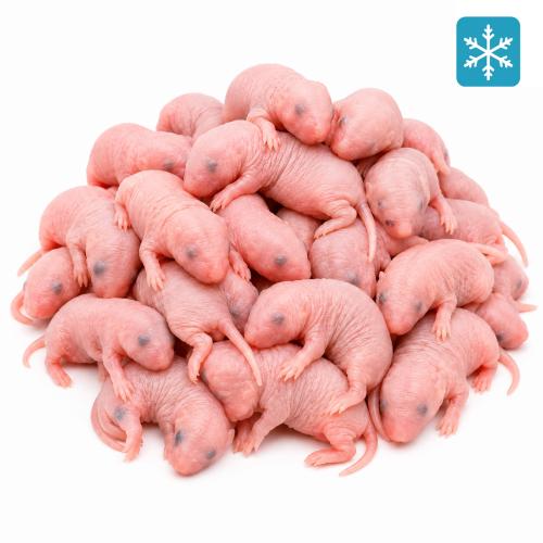 Maus Specky 3-4 Tage 10 Stück