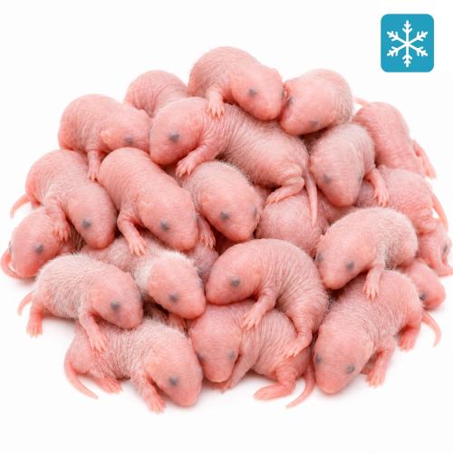 Maus Fuzzy 7-10 Tage 25 Stück