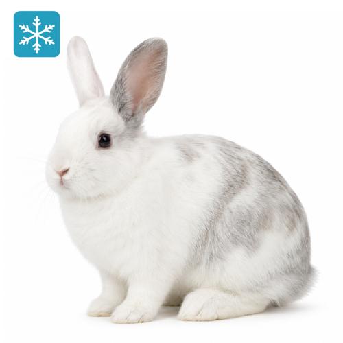 Hase/Kaninchen pro Stück gefroren ca. 1000/1500g
