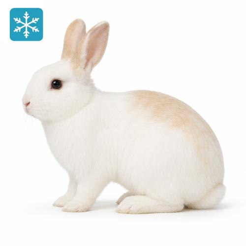 Hase/Kaninchen 1500 bis 2000g