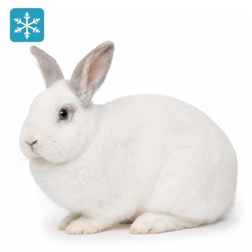 Hase/Kaninchen 3000 bis 4000g