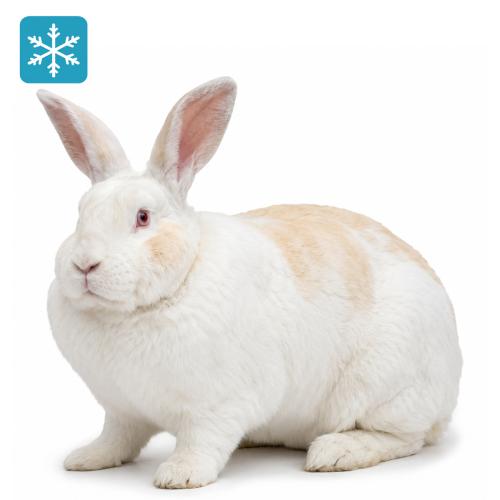 Hase/Kaninchen 4000 bis 5000g
