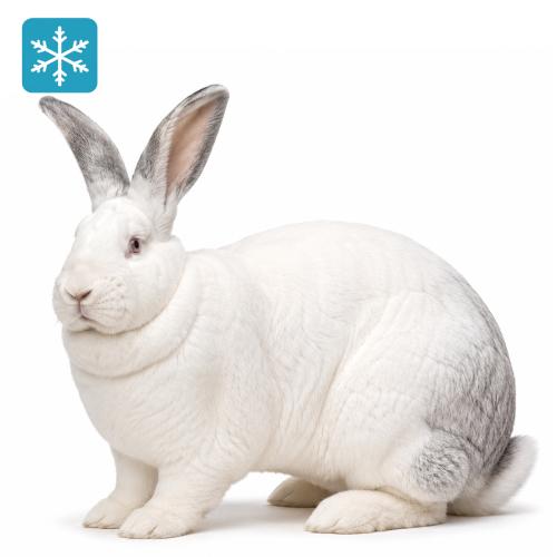 Hase/Kaninchen 5000 bis 6000g