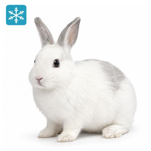 Hase/Kaninchen pro Stück gefroren ca. 500/700g