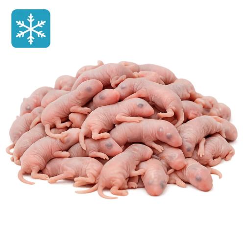 Babymaus 1-2 Tage 10 Stück