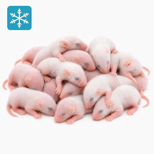 Maus Fuzzy 7-10 Tage 25 Stück