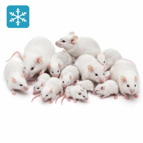 Mix-Maus 8-55g nur weiß/weiß 1,0 kg