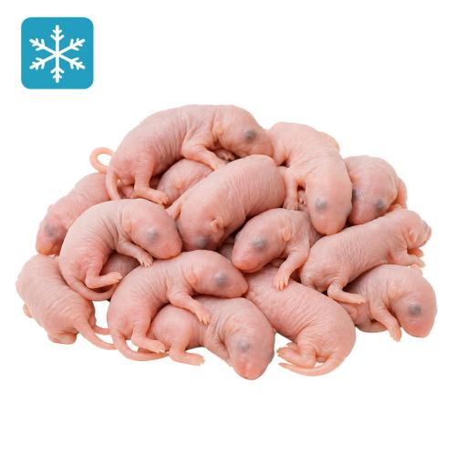 Maus Specky 3-4 Tage 10 Stück
