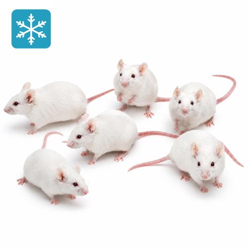 Maus XXL 30g+ 10 Stück