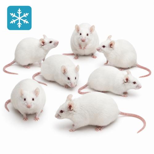 Maus XXL 30g+ 100 Stück