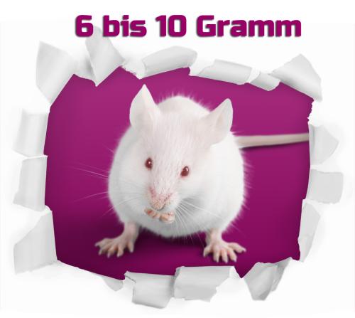 Maus Springer 6-10g 500 Stück