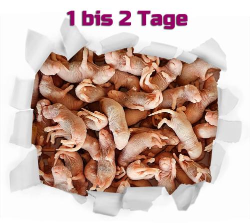 Babymäuse 50 Stück