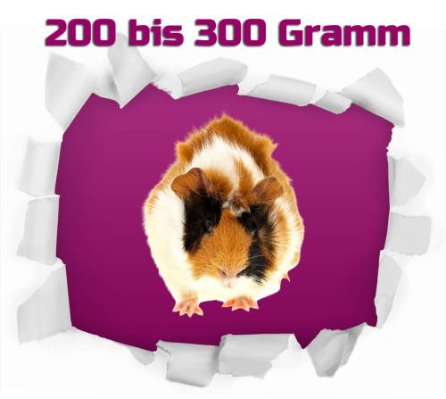 Meerschweinchen 1 Stück 200-300g - Forstfutter