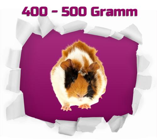 Meerschweinchen 1 Stück 400-500g