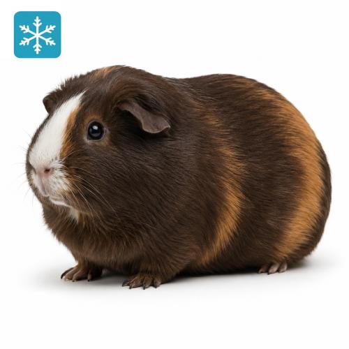Meerschweinchen 1 Stück 1000g (plus)