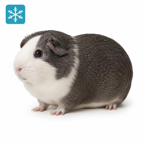 Meerschweinchen 1 Stück 800-1000g