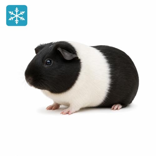 Meerschweinchen 1 Stück 200-300g - Frostfutter