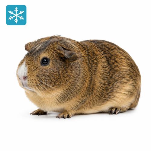 Meerschweinchen 1 Stück 300-400g