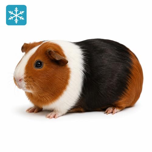Meerschweinchen 1 Stück 400-500g