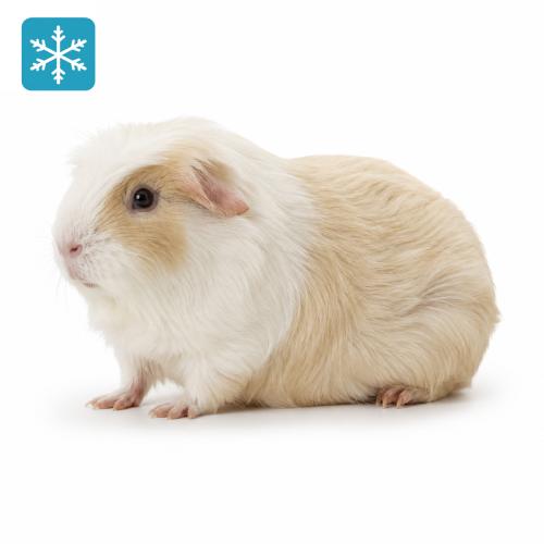 Meerschweinchen 1 Stück 500-800g