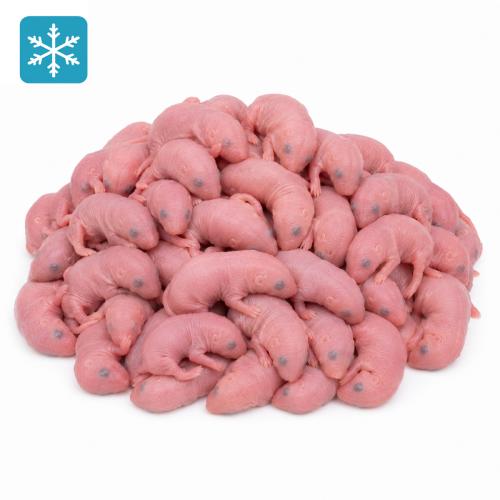 Babyratten 4-10g - Frostfutter
