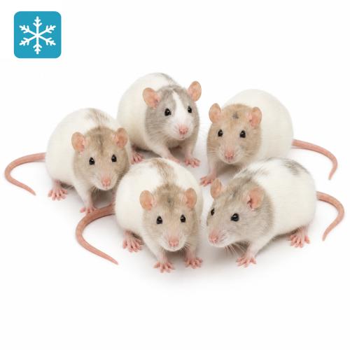 Ratte Groß 150-200g - Frostfutter