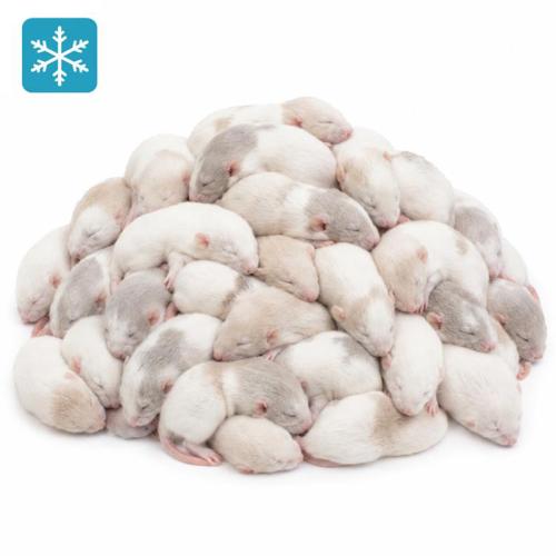 (Kleine) Ratte 20-30g - Frostfutter