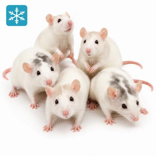 Ratte Mittel 90-120g - Frostfutter