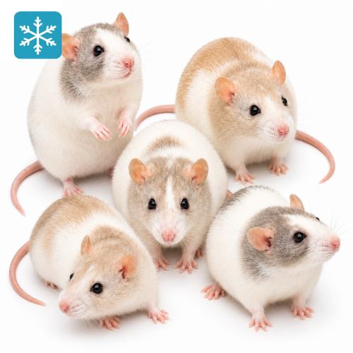 Ratten Monster ab 450g (plus) - Frostfutter