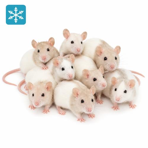 Ratte Springer 30-50g - Frostfutter