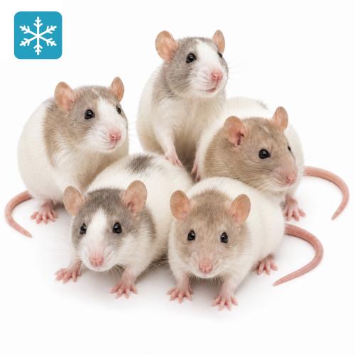 Ratte XL 250-340g - Frostfutter
