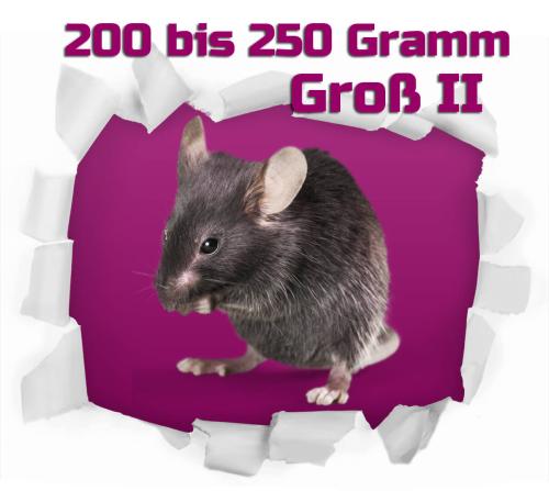 Ratten Groß 200-250 Gramm 50 Stück