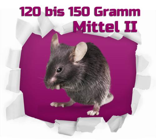 Ratten mittel 120-150 Gramm 25 Stück
