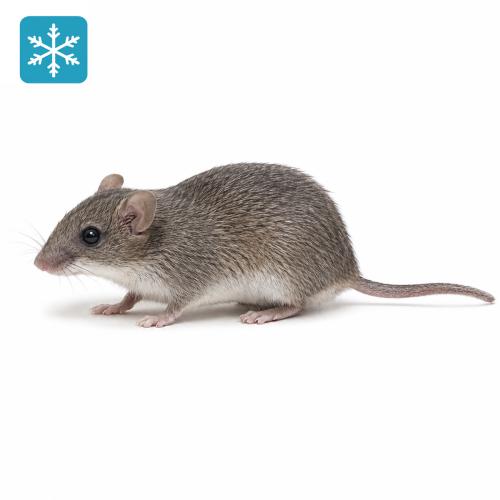 30g (+/-) Vielzitzenmäuse 10 Stück