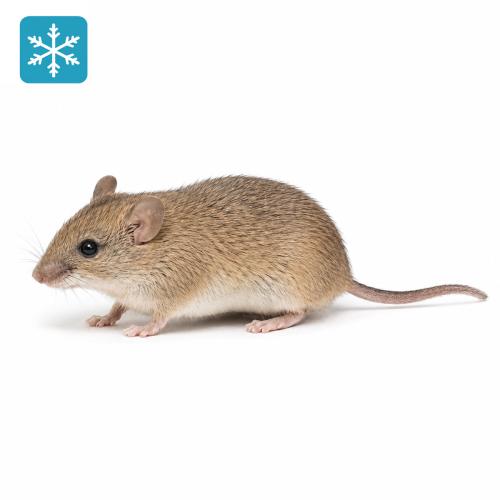 40g (+/-) Vielzitzenmäuse 10 Stück