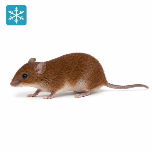 50g (+/-) Vielzitzenmäuse 10 Stück