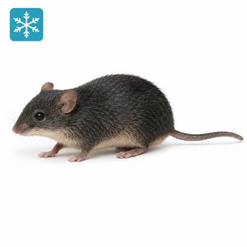 60g (+/-) Vielzitzenmäuse 10 Stück