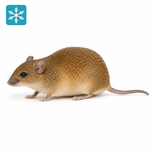 70g (+/-) Vielzitzenmäuse 10 Stück