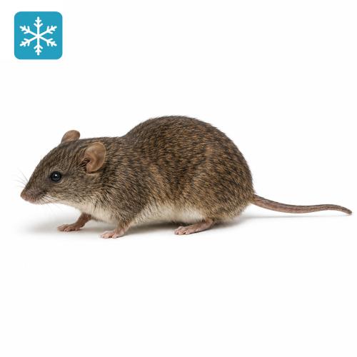 80g (+/-) Vielzitzenmäuse 10 Stück