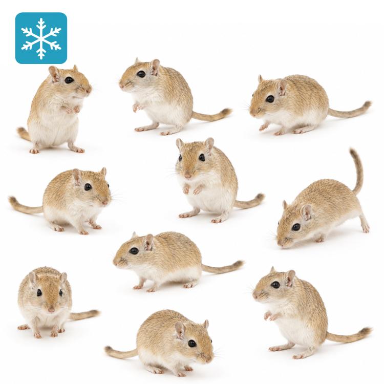 10 Gerbil / Wüstenrennmaus ca. 50g (+/-)