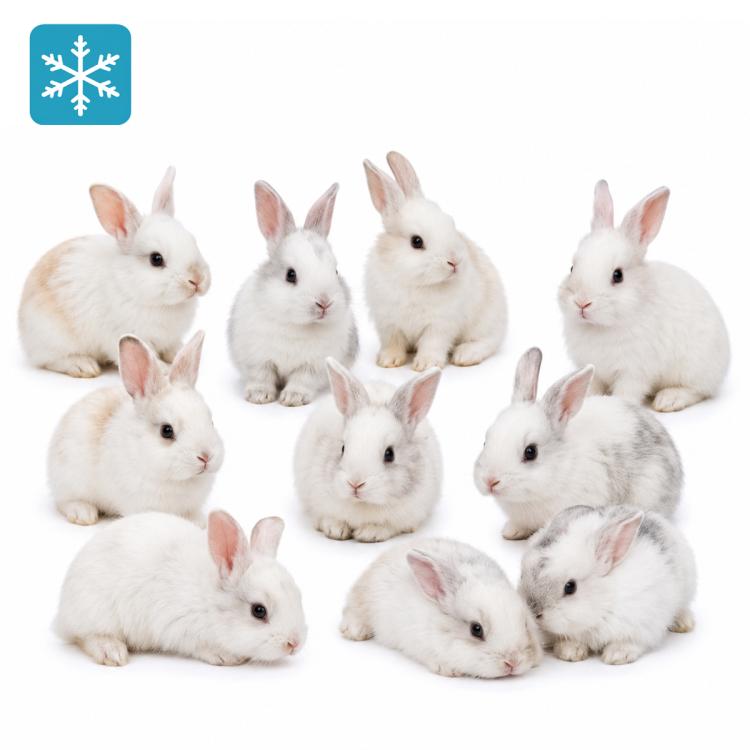 10 Hase - Kaninchen 30-​80g | MyFuttertierparadies
