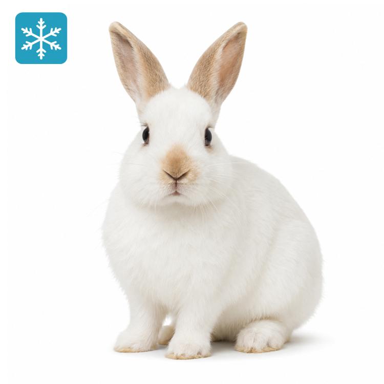 Hase/Kaninchen ca. 700/1000g