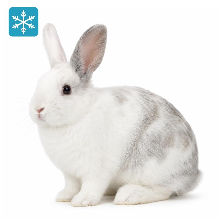 Hase/Kaninchen 1000 bis 1500g