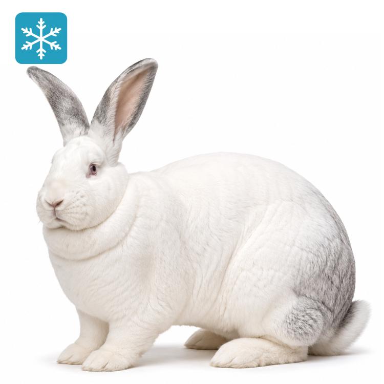 Hase/Kaninchen 5000 bis 6000g